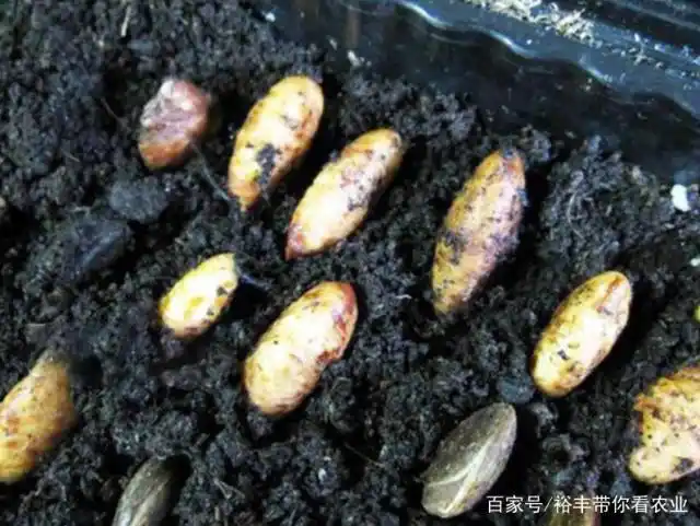 五分钟种植课|山竹种子怎么种?山竹盆栽种植方法图解