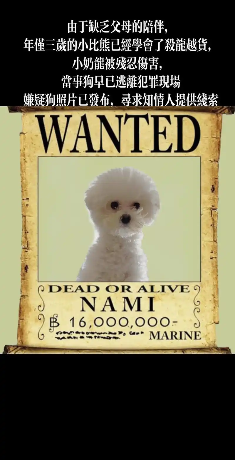 重金发布比熊通缉令9090.由于缺乏父母的陪伴, 年仅三岁的 - 抖音