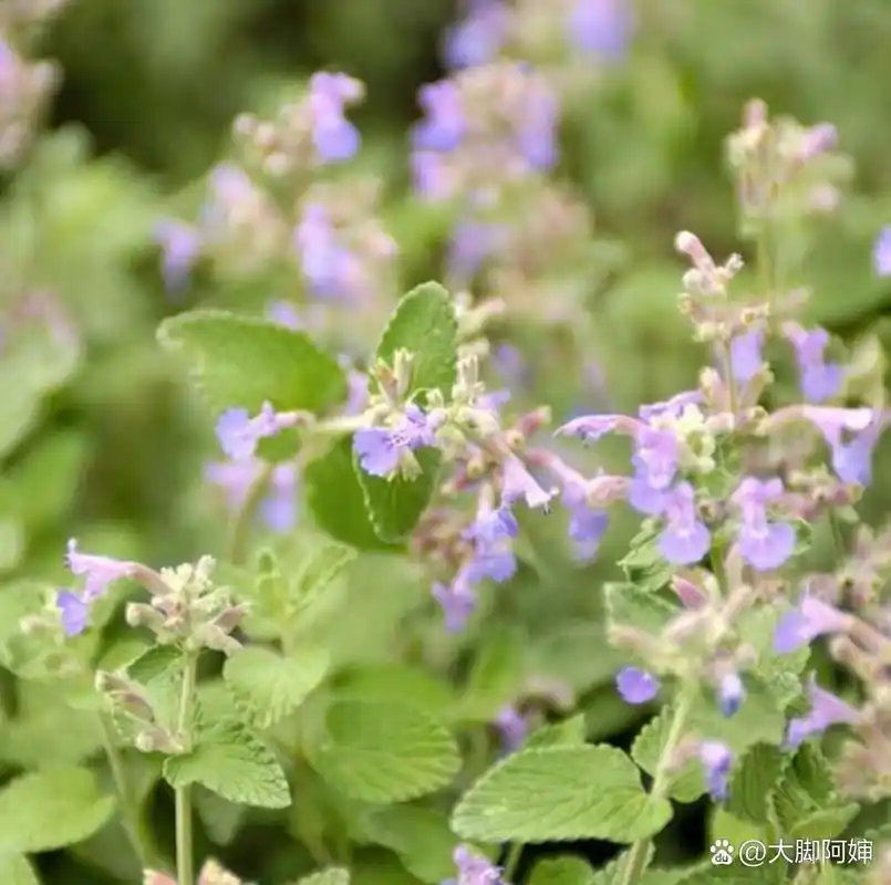 识花|猫薄荷 荆芥与猫薄荷不同.
