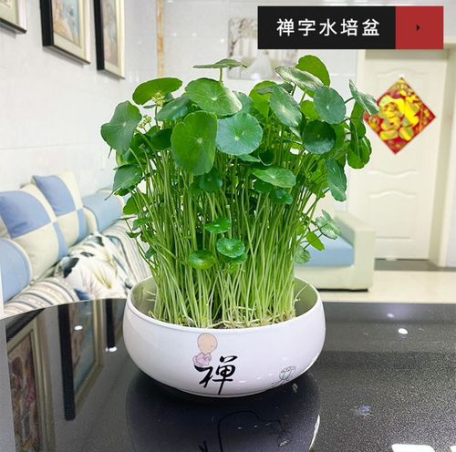 包邮铜钱草水培植物办公室桌面盆栽金钱草花卉室内水养绿植保成活