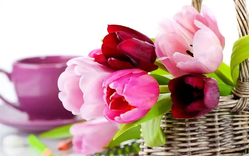 篮子,郁金香,粉红色的花朵 4k
