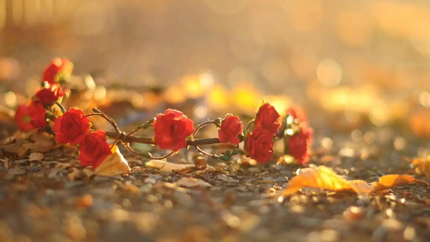 小清新唯美意境高清桌面壁纸第八辑