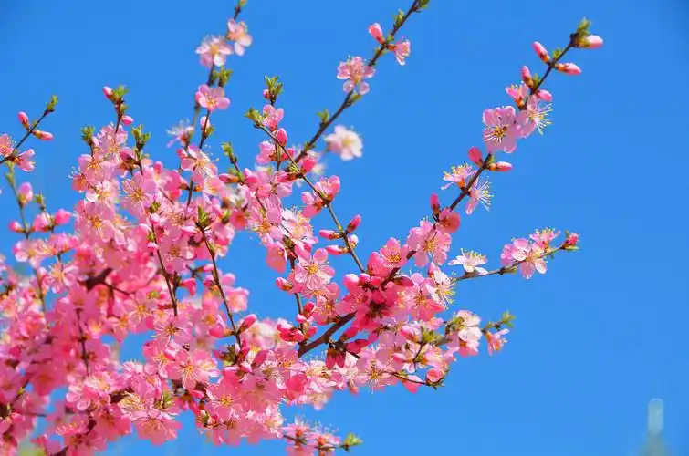 春天的花,原创拍摄_高清图集_新浪网