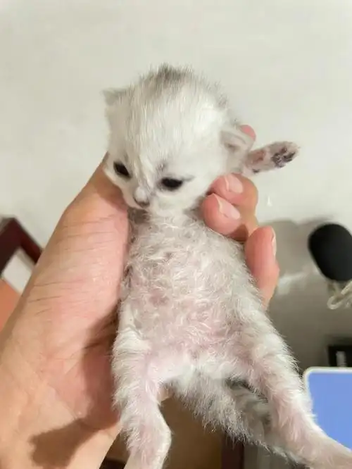 金吉拉第13天睁眼了