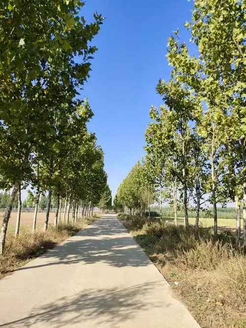 10.25手机拍摄农村风景