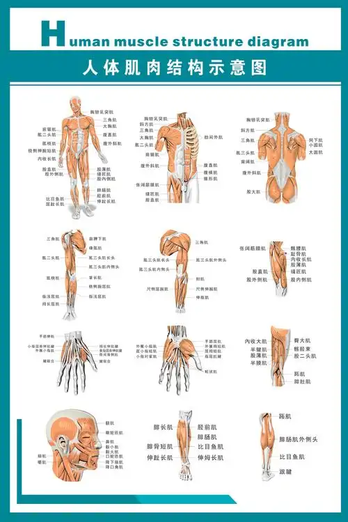人体骨骼大挂图 医院器官解剖图示意图海报 男性肌肉图(正背侧-横图)