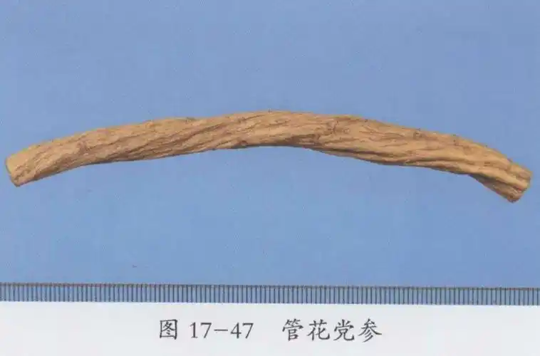 党参的功效与作用及禁忌党参的图片大全