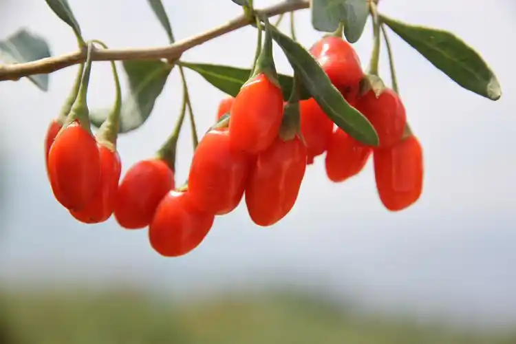 宁夏百瑞源贡果枸杞是头茬枸杞吗