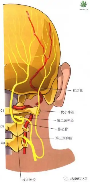 枕神经痛通常是由枕大神经,枕小神经长期钝性劳损造成的.