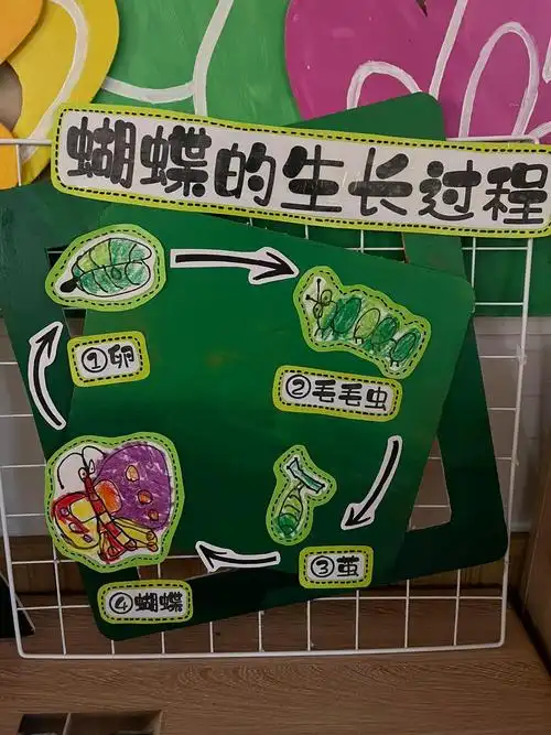 蝴蝶的生长过程