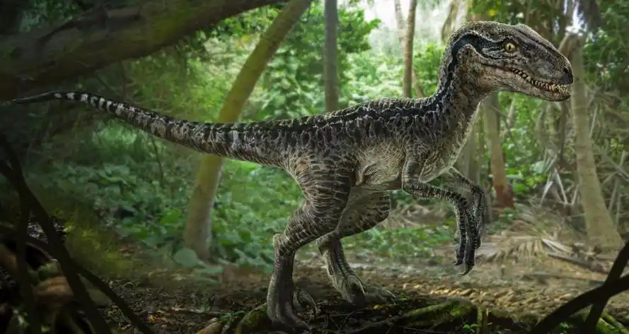 当迅猛龙遇上霸王龙,谁的胜率更高一些?侏罗纪公园给出的答案