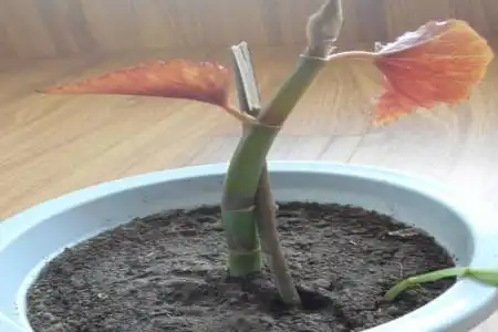 竹节海棠扦插办法