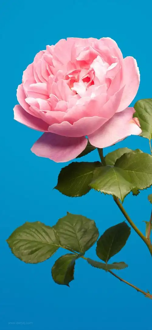 最新曲面屏高清4k壁纸