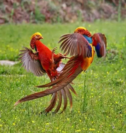 比凤凰还高贵的鸟(中国上仅剩一只的凤凰)