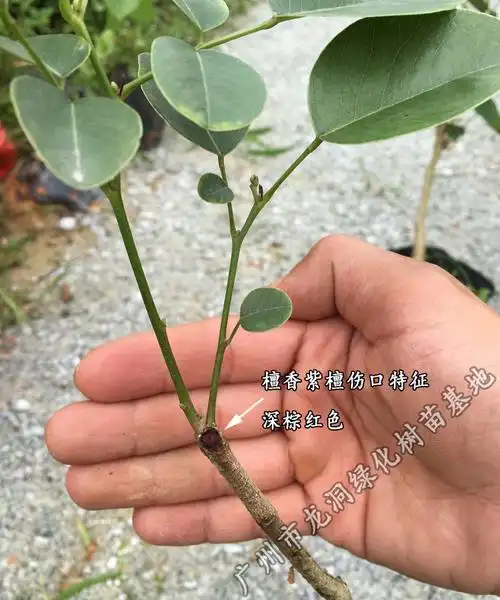 红木树种檀香紫檀苗印度小叶紫檀树苗下单留言或备注其他