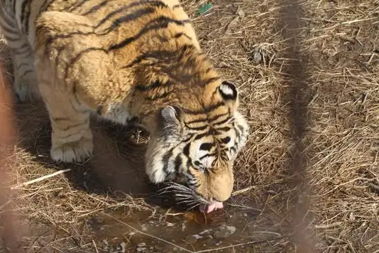 图片铁丝网背后的老虎