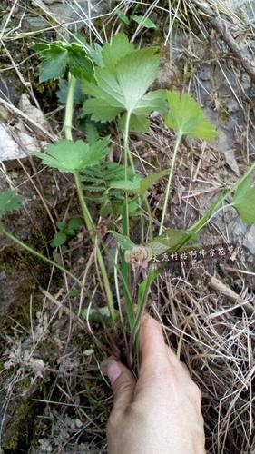 新鲜中药材神奇草毛莨老虎脚板底毛建草野芹菜起泡草10份包邮