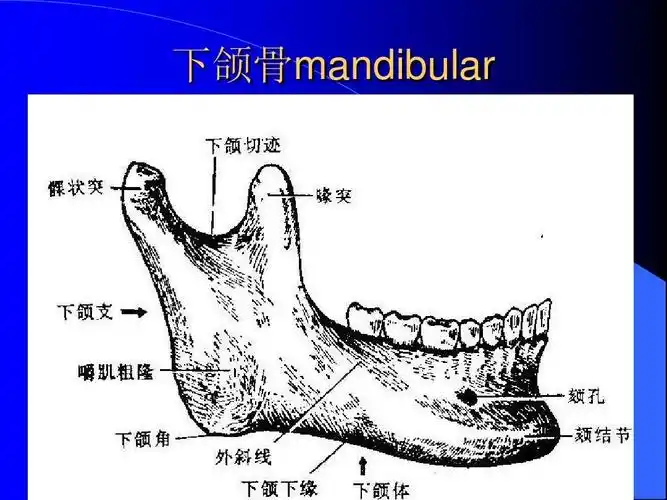 口腔护理学 下颌骨mandibular