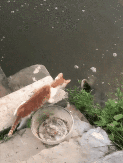 259_343竖版 竖屏gif 动态图 动图