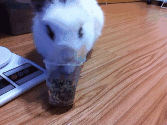 小兔子吃东西可爱小萌兔gif动图_动态图_表情包下载_soogif