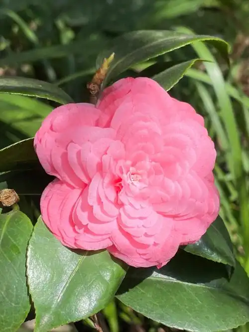 两种十八学士茶花