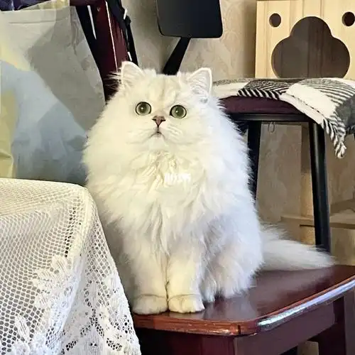 我的专属暖宝宝#金吉拉  #长毛银渐层