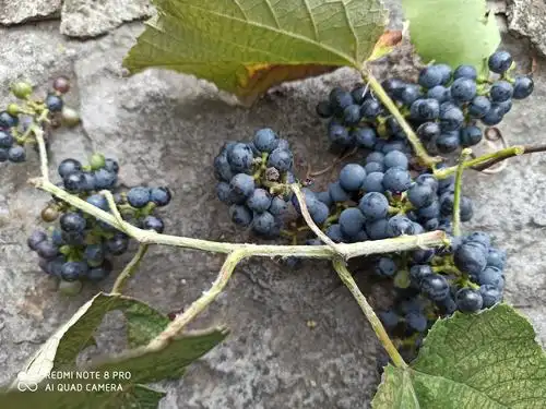 多年未见的野葡萄,吃了一路,口感超好