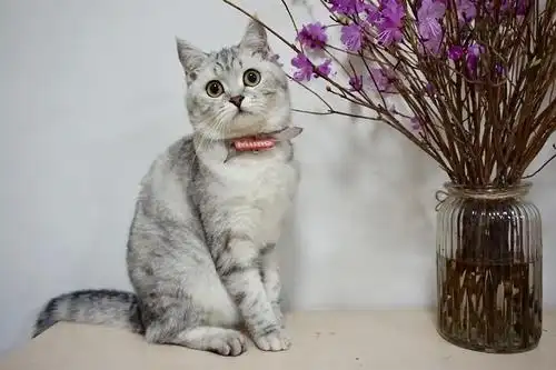 萌萌的美短银渐层觅对象了啊