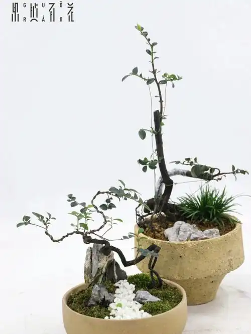 盆景系列小叶紫檀