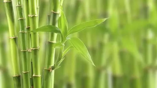 清新的绿色植物摄影高清宽屏桌面壁纸