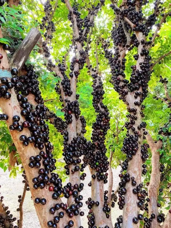 春满顺德一口爆汁水果界的爱马仕嘉宝果来啦免费门票等你拿