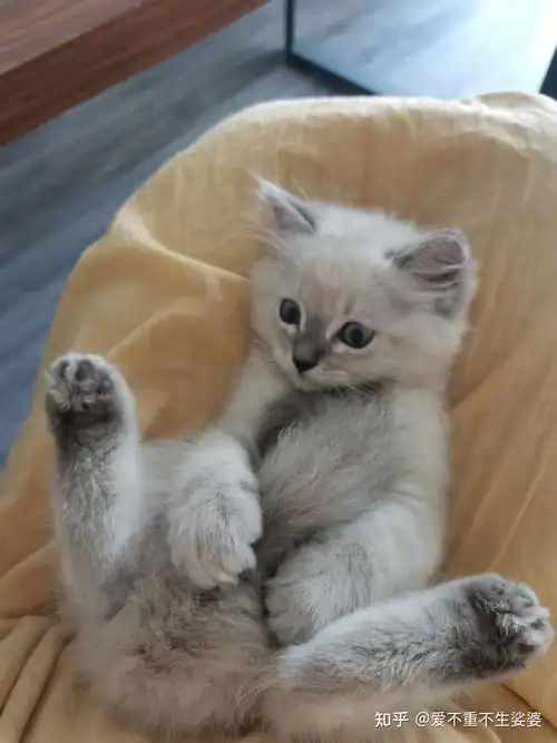 银渐层和重点色布偶会生出什么样的宝宝? - 知乎