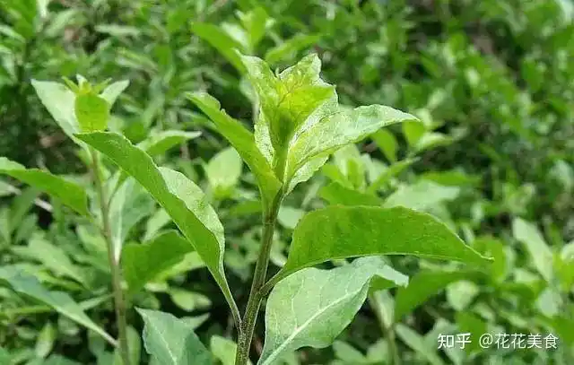 清明时节野菜美食