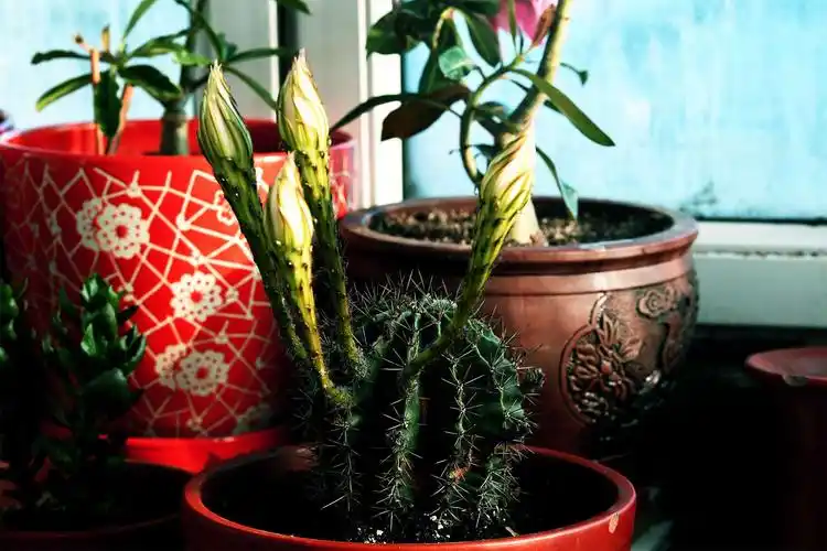 我家种植的仙人球花