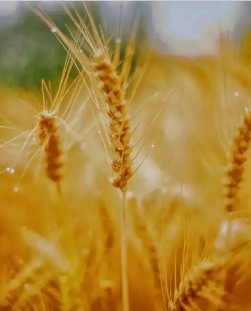 初春绿油油的麦田已经金灿灿了,该收获的美好都接踵而至,你好,五月!