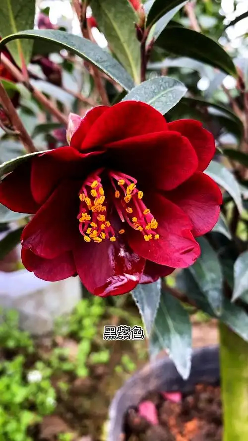名品茶花黑骑士茶花开品鉴赏花量大颜色黑红