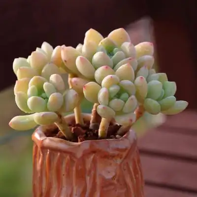 【凝脂莲】果冻色香香的萌肉肉多头群生老桩多肉植物盆栽新手好养