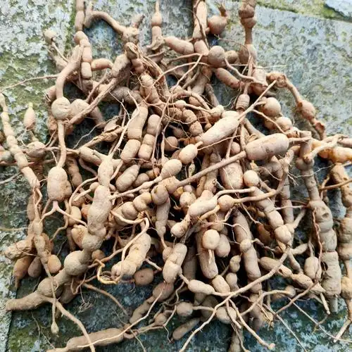 中药材新鲜老虎刺 虎刺根 老鼠刺 小叶刺风 绣花针 白凤珠500克 一斤