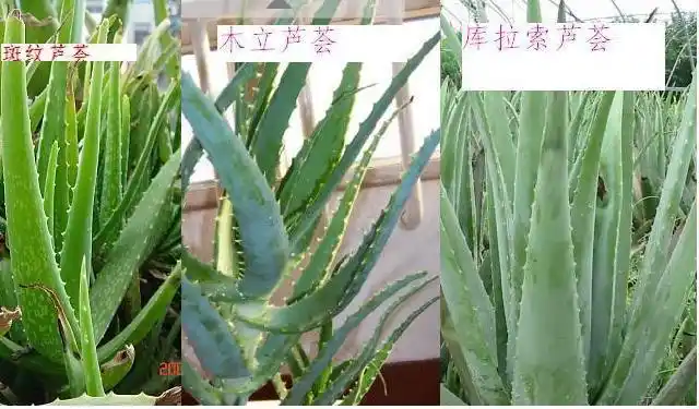 展开全部 常见无毒的芦荟;库拉索芦荟,木立芦荟,斑纹芦荟.