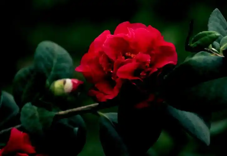 红露珍茶花首发