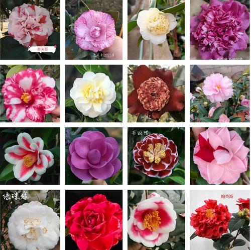 二年盆栽进口日本美国澳大利亚茶花白卜伴津川绞稀有国茶品种