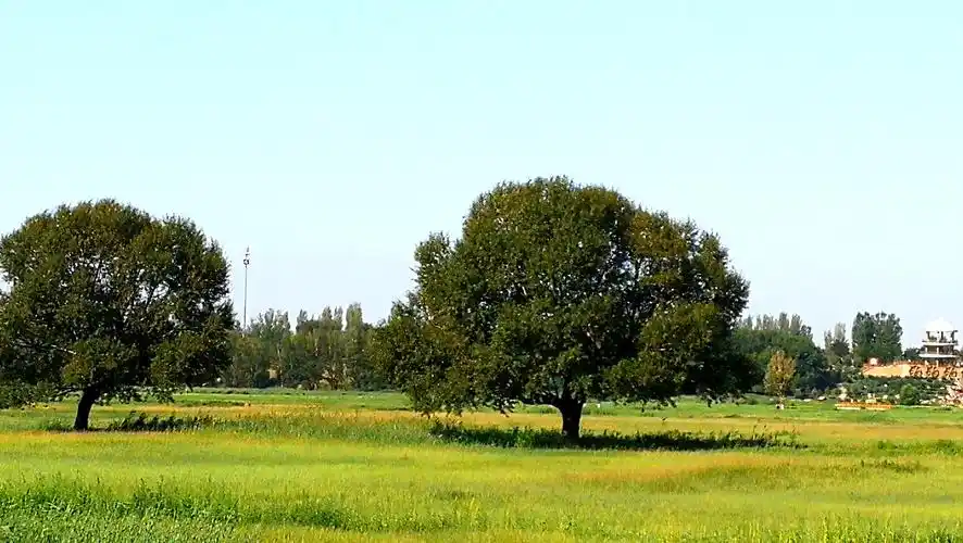 包头赛罕塔拉城中湿地草原2