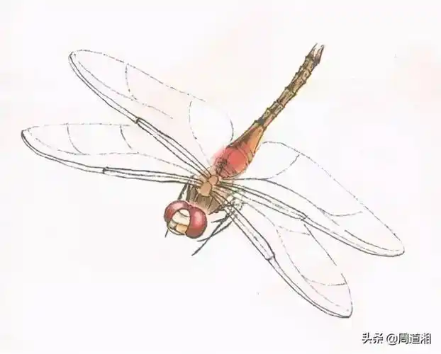 技法| 工笔画草虫之--蜻蜓画法_手机搜狐网