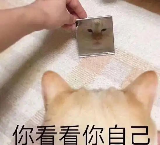 猫咪沙雕表情