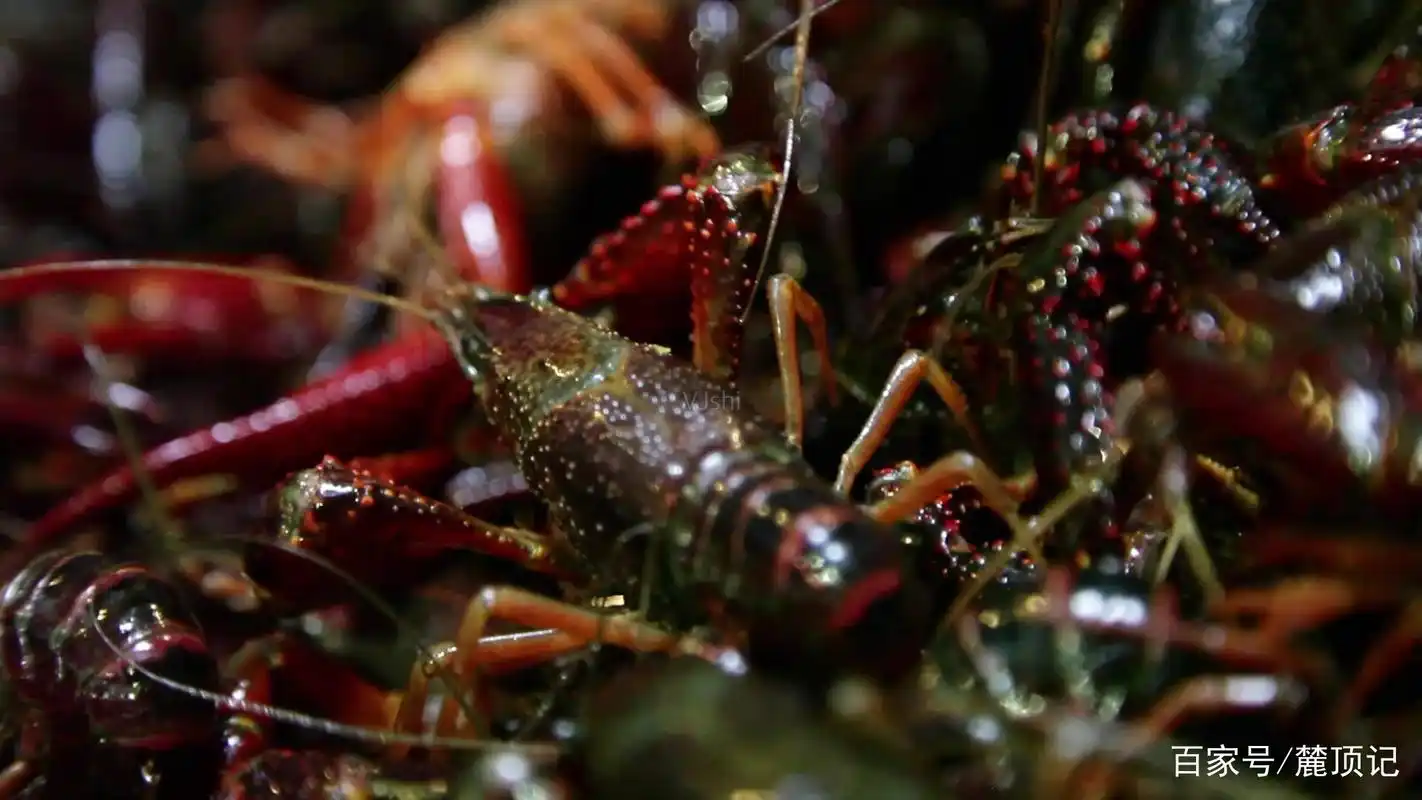 望城荷花虾是吃荷花长大的吗