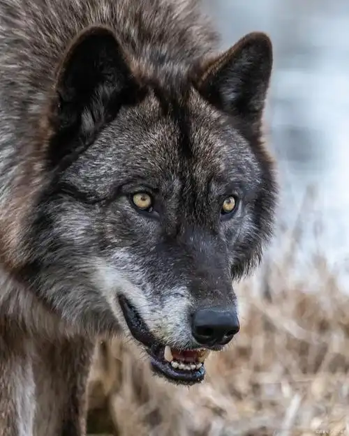 冒险故事:搏杀狼王