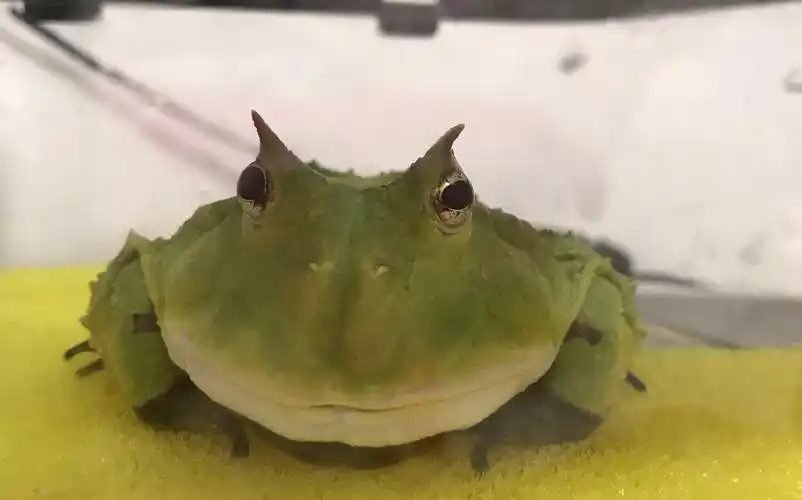 兰州小伙角蛙成体绿霸王