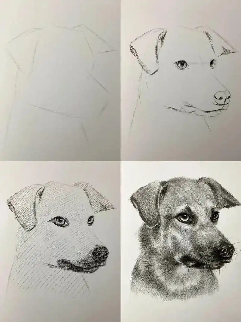 素描小狗 超详细步骤.#图文伙伴计划2024 #零基础学画画 - 抖音