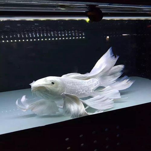 观赏鱼淡水活体宠物鱼白金龙凤锦鲤蝴蝶鲤龙蝶鲤鱼