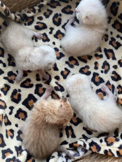 两只银渐层生娃了